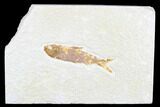 Detailed Fossil Fish (Knightia) - Wyoming #173755-1
